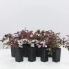 Ozbreed Loropetalum Chinense Purple Pixie™ ‘PEACK’ Pbr Shrubs