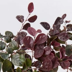 Ozbreed Loropetalum Chinense Purple Pixie™ ‘PEACK’ Pbr Shrubs