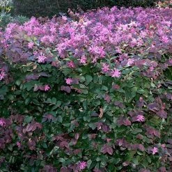 Hedge Loropetalum Chinense