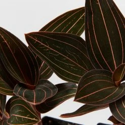 Indoor Garden The Houseplant 💫 Wishlist Box Air Purifying