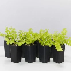 Shrubs Lysimachia Nummularia Goldilocks