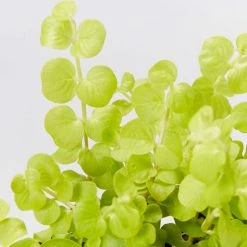 Shrubs Lysimachia Nummularia Goldilocks