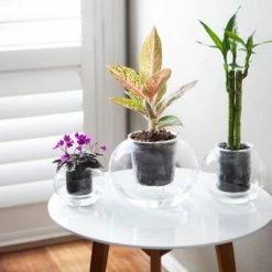 Plants In A Box Clear Glass Self-Watering Planter