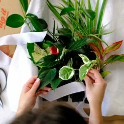 Indoor Garden Plant Packs A Giftbox Of Houseplants🍃 - Includes Gift Wrapping