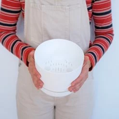 Pot + Plant Gift Box Easy Care Plants Blue Star Fern - Pot + Plant + Soil