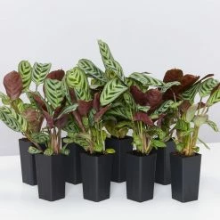 Indoor Garden Ctenanthe Burle Marxii