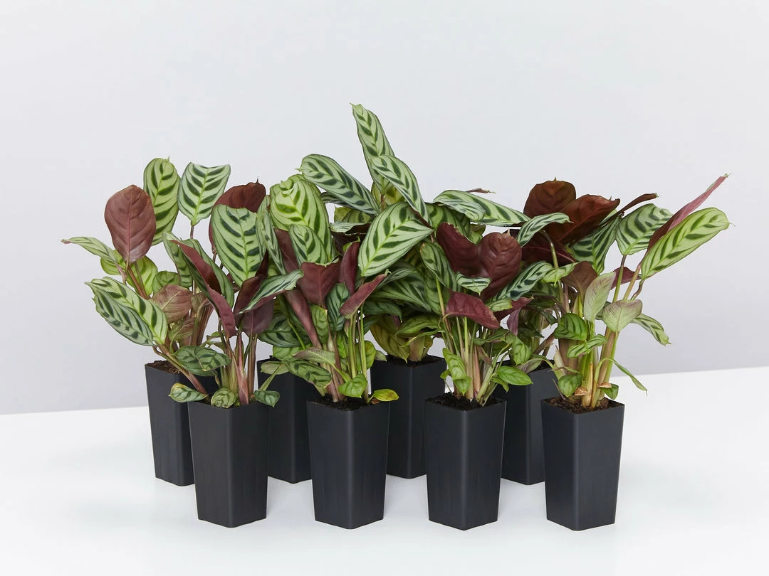 Indoor Garden Ctenanthe Burle Marxii 3 Indoor Garden Ctenanthe Burle Marxii