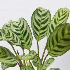 Indoor Garden Ctenanthe Burle Marxii