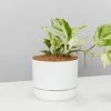 Pot + Plant Gift Box Pothos Marble Queen - Pot + Plant + Soil Pothos 'Devils Ivy'
