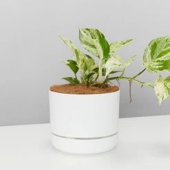 Pot + Plant Gift Box Pothos Marble Queen - Pot + Plant + Soil Pothos 'Devils Ivy'