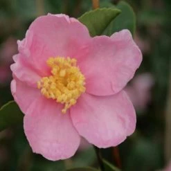 Hedge Camellia Sasanqua 'Marie Young' (pink Flower) Shrubs