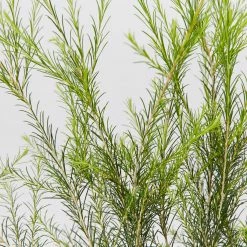 Shrubs Melaleuca Armillaris Pink