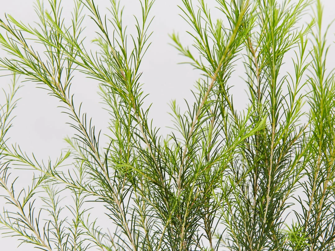 Shrubs Melaleuca Armillaris Pink 4 Shrubs Melaleuca Armillaris Pink