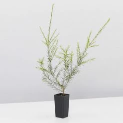 Shrubs Melaleuca Armillaris Pink 8 Shrubs Melaleuca Armillaris Pink