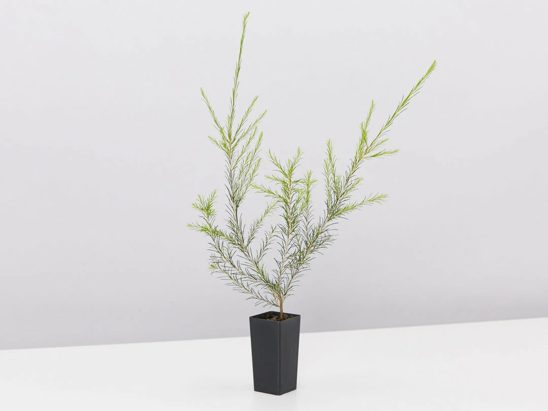 Shrubs Melaleuca Armillaris Pink 5 Shrubs Melaleuca Armillaris Pink