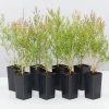 Shrubs Melaleuca Claret Tops