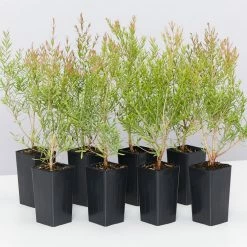 Shrubs Melaleuca Claret Tops