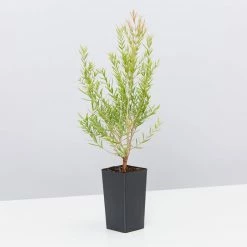 Shrubs Melaleuca Claret Tops