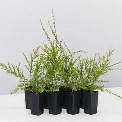 Shrubs Melaleuca Thymifolia Cotton Candy