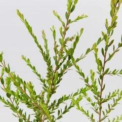 Shrubs Melaleuca Thymifolia Cotton Candy