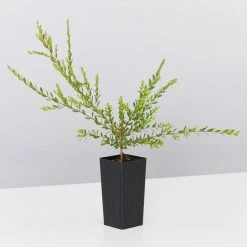 Shrubs Melaleuca Thymifolia Cotton Candy