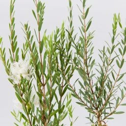 Shrubs Melaleuca Thymifolia White Lace