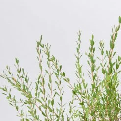 Shrubs Melaleuca Thymifolia