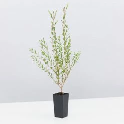 Shrubs Melaleuca Thymifolia