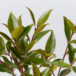 Hedge Shrubs Metrosideros Fiji Fire™