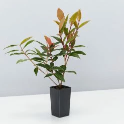 Hedge Shrubs Metrosideros Fiji Fire™