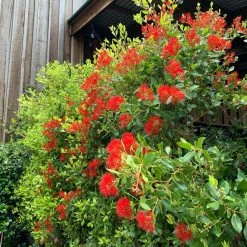 Hedge Shrubs Metrosideros Fiji Fire™