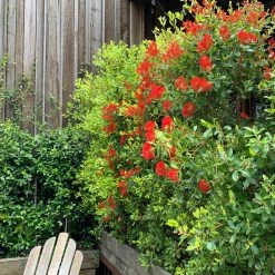 Hedge Shrubs Metrosideros Fiji Fire™