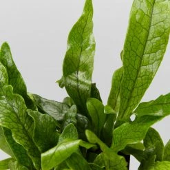 Indoor Garden Microsorum Crocodyllus Pet-friendly Indoor Plants