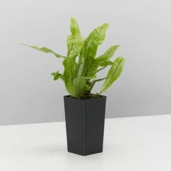 Indoor Garden Microsorum Crocodyllus Pet-friendly Indoor Plants