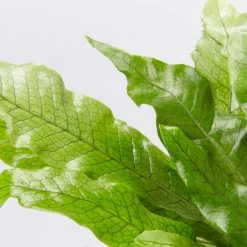 Indoor Garden Microsorum Crocodyllus Pet-friendly Indoor Plants