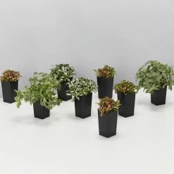 Indoor Garden Ground Covers Assorted Box Of Nerve Plants - Fittonia