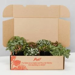 Indoor Garden Ground Covers Assorted Box Of Nerve Plants - Fittonia