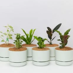 Indoor Garden Mr Kitly 6 Houseplants & 6 Pots