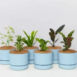 Indoor Garden Easy Care Plants 6 Bundle Box 📦 - Includes Plants, Pots & Soil