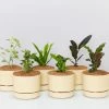Indoor Garden Mr Kitly 6 Houseplants & 6 Pots