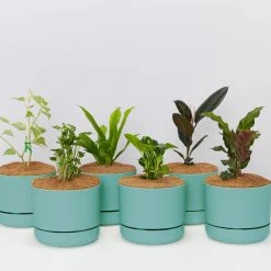 Indoor Garden Easy Care Plants 6 Bundle Box 📦 - Includes Plants, Pots & Soil