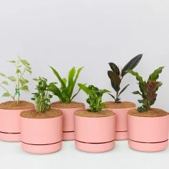 Indoor Garden Easy Care Plants 6 Bundle Box 📦 - Includes Plants, Pots & Soil
