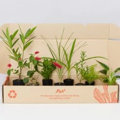 Shrubs A Mixed Box Full Of Outdoor Plants Plant Packs