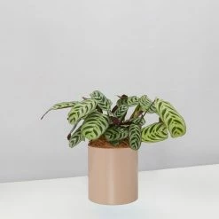 Urban Eden Mocha Vessel + Potted Plant