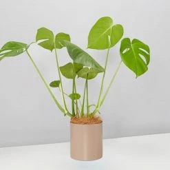 Urban Eden Mocha Vessel + Potted Plant