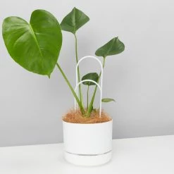 Pot + Plant Gift Box Monstera Taurii +Pot + Plant + Soil + Arch Stakes