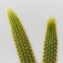 Cacti LECA + Golden Monkey Tail Cactus 🌵 Planter Easy Care Plants