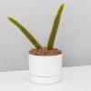 Cacti LECA + Golden Monkey Tail Cactus 🌵 Planter Easy Care Plants