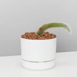 Cacti LECA + Soft Monkey Tail Cactus Planter Easy Care Plants