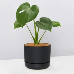 Pot + Plant Gift Box Monstera Deliciosa Tauerii - Pot + Plant + Soil Birthday